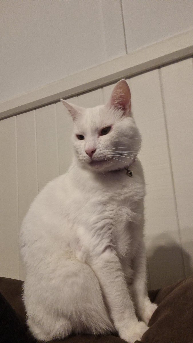 Ally_Drawing's tweet photo. @TweetsOfCats My cat boi Feynman https://t.co/I5jR9W5IrU