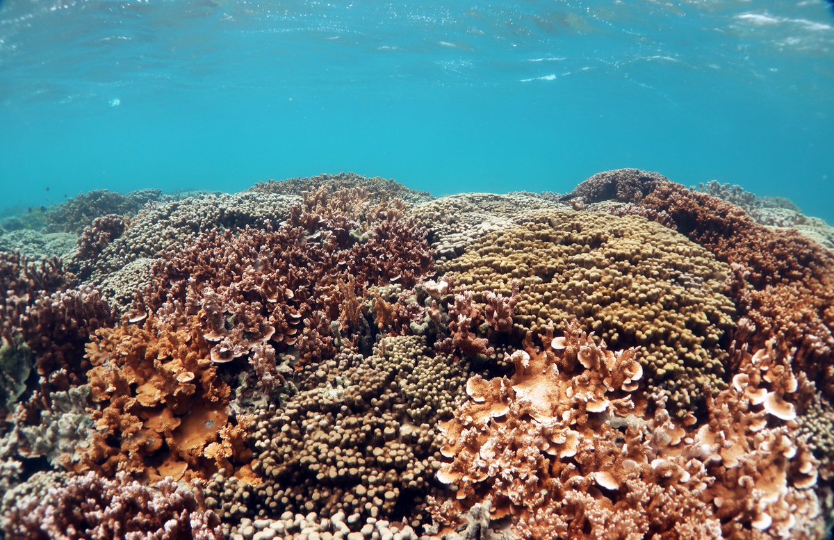 Dr. Kristen Brown (@imkristenbrown) on Twitter photo Another beautiful day on the reef <a href="/himb_soest/">Hawai‘i Institute of Marine Biology</a>! We were joined by @rayna_mcc & spent the day doing benthic surveys of species composition & #coral colony size demographics - all part of our long-term monitoring into #coralreef structure & function🪸<a href="/katiebarott/">Katie Barott</a> <a href="/PennBiology/">Penn Biology</a> <a href="/NSF/">U.S. National Science Foundation</a> Another beautiful day on the reef <a href="/himb_soest/">Hawai‘i Institute of Marine Biology</a>! We were joined by @rayna_mcc & spent the day doing benthic surveys of species composition & #coral colony size demographics - all part of our long-term monitoring into #coralreef structure & function🪸<a href="/katiebarott/">Katie Barott</a> <a href="/PennBiology/">Penn Biology</a> <a href="/NSF/">U.S. National Science Foundation</a>