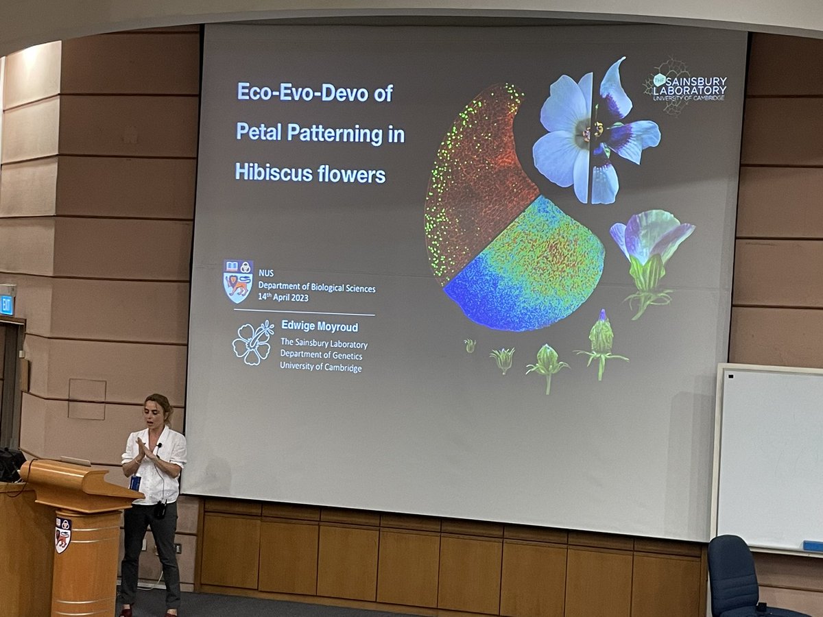 Eunyoung Chae (@eunyoungchae) on Twitter photo Fantastic work, great talk by Edwige Moyroud #Edwige_M on Hibiscus petal development at our weekly colloquium <a href="/NUS_DBS/">NUS Biological Sciences</a>. Mind blowing work on Proximal-distal axis formation and more. Fantastic work, great talk by Edwige Moyroud #Edwige_M on Hibiscus petal development at our weekly colloquium <a href="/NUS_DBS/">NUS Biological Sciences</a>. Mind blowing work on Proximal-distal axis formation and more.