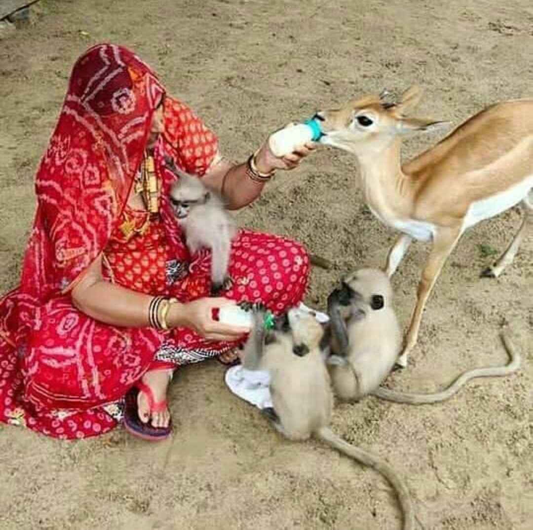 #बिश्नोई_समाज_माँगे_बोर्ड
गुरु जम्भेश्वर भगवान विश्नोई समाज कल्याण बोर्ड
या
मां अमृता देवी बिश्नोई कल्याण बोर्ड
का  गठन होना चाहिए

जिससे पर्यावरण संरक्षण एवं वन्य जीवों की सुरक्षा के प्रयासों और कार्यों को और अधिक सुदृढ़ किया जा सके।।

<a href="/1stIndiaNews/">First India News</a> 

<a href="/ashokgehlot51/">Ashok Gehlot</a>
