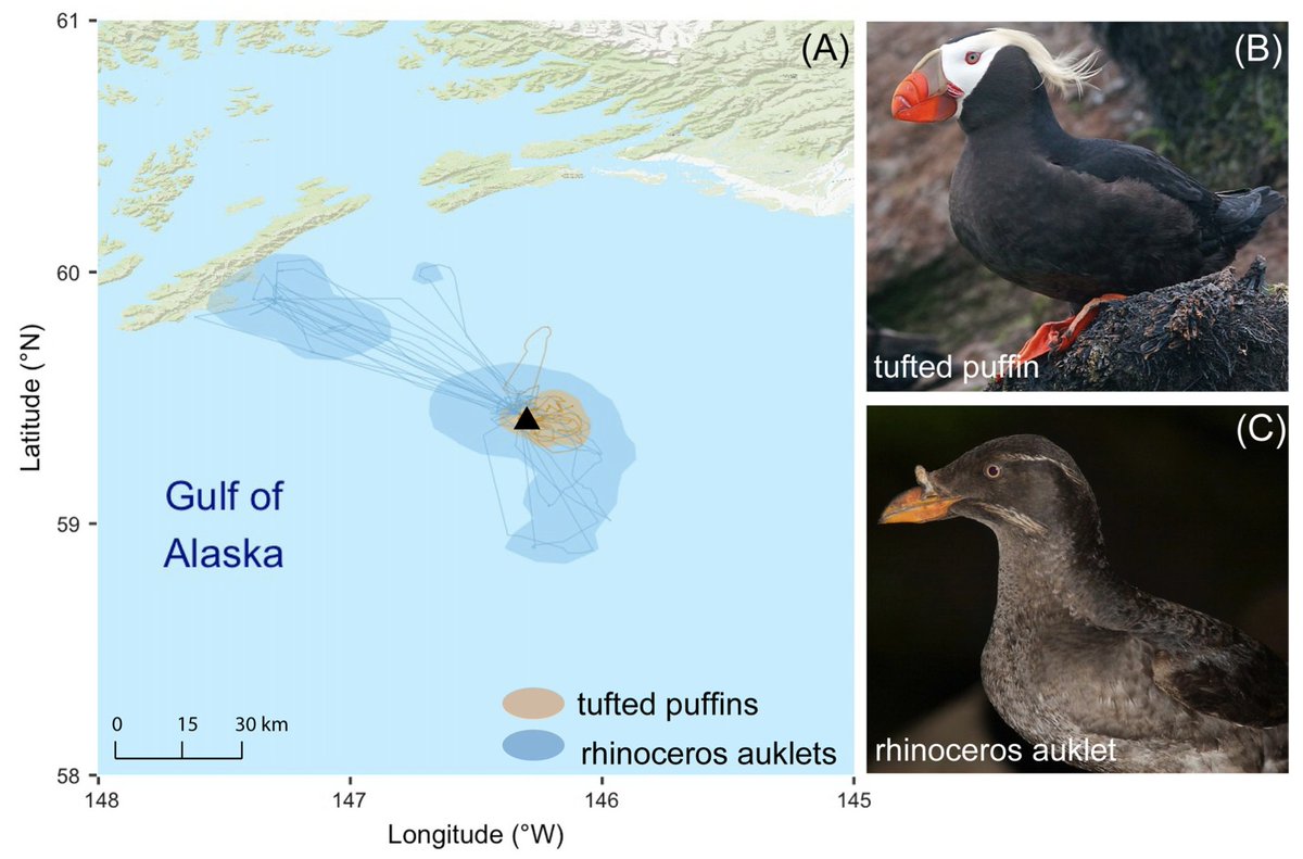 Puffin Partitioning: tufted puffins and rhinoceros auklets may eat similar things, but their year-round movements are quite different
int-res.com/articles/meps_…