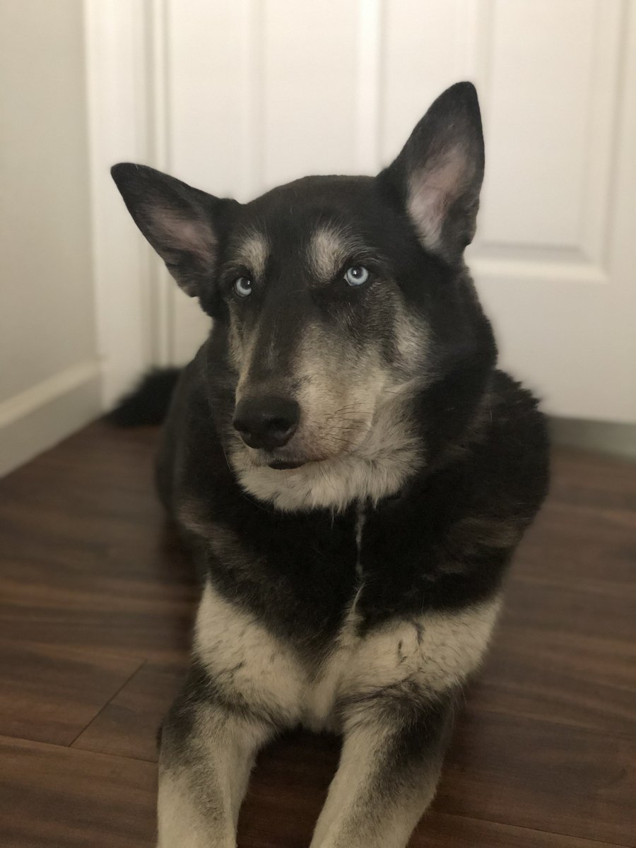 AngelReyesII's tweet photo. I don’t post much here but most know that I have a dog named Vader. Unfortunately tonight we had to make the decision to put him down. I’m glad to have had you in my life for the past 10 years but I really wish that I was given a few more before having to say goodbye #RIPVader https://t.co/5fZDxzTLGq