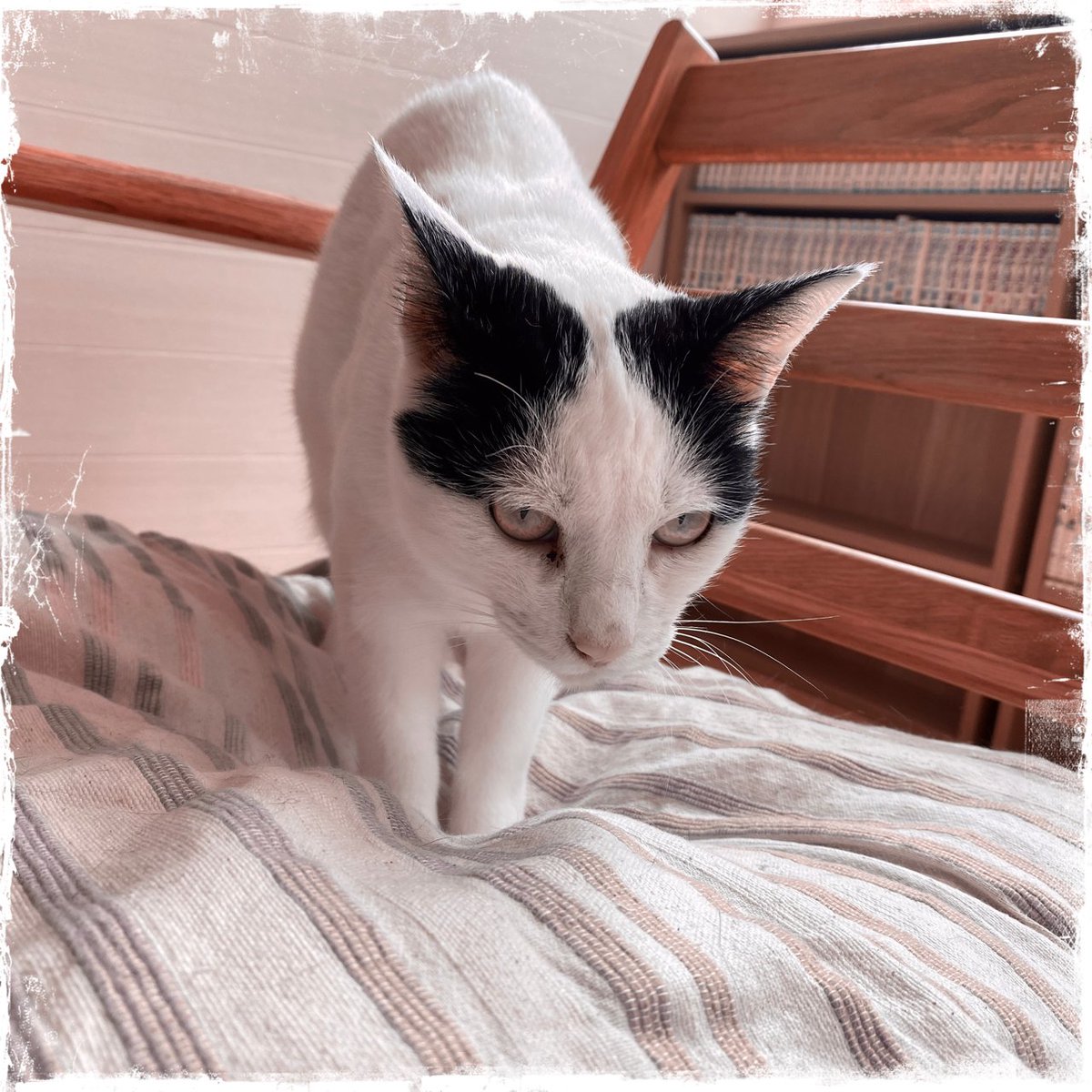 obi_wan_eclipse's tweet image. #Hipstamatic #AuroraNCL #KodotXGrizzled #猫式 #猫 #cat #ShotoniPhone