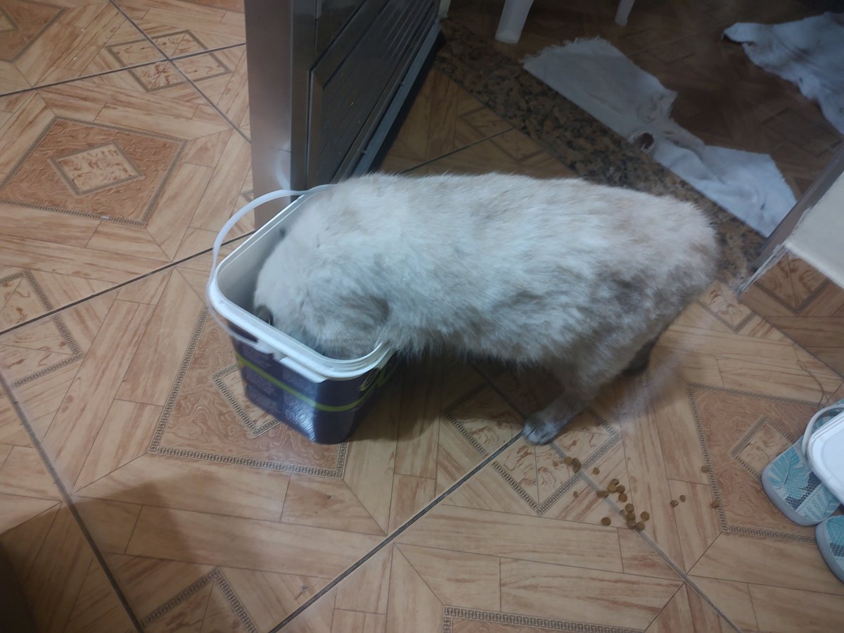 wiccagrl's tweet photo. entrou na minha casa pra roubar comida https://t.co/gJyko6Oobp