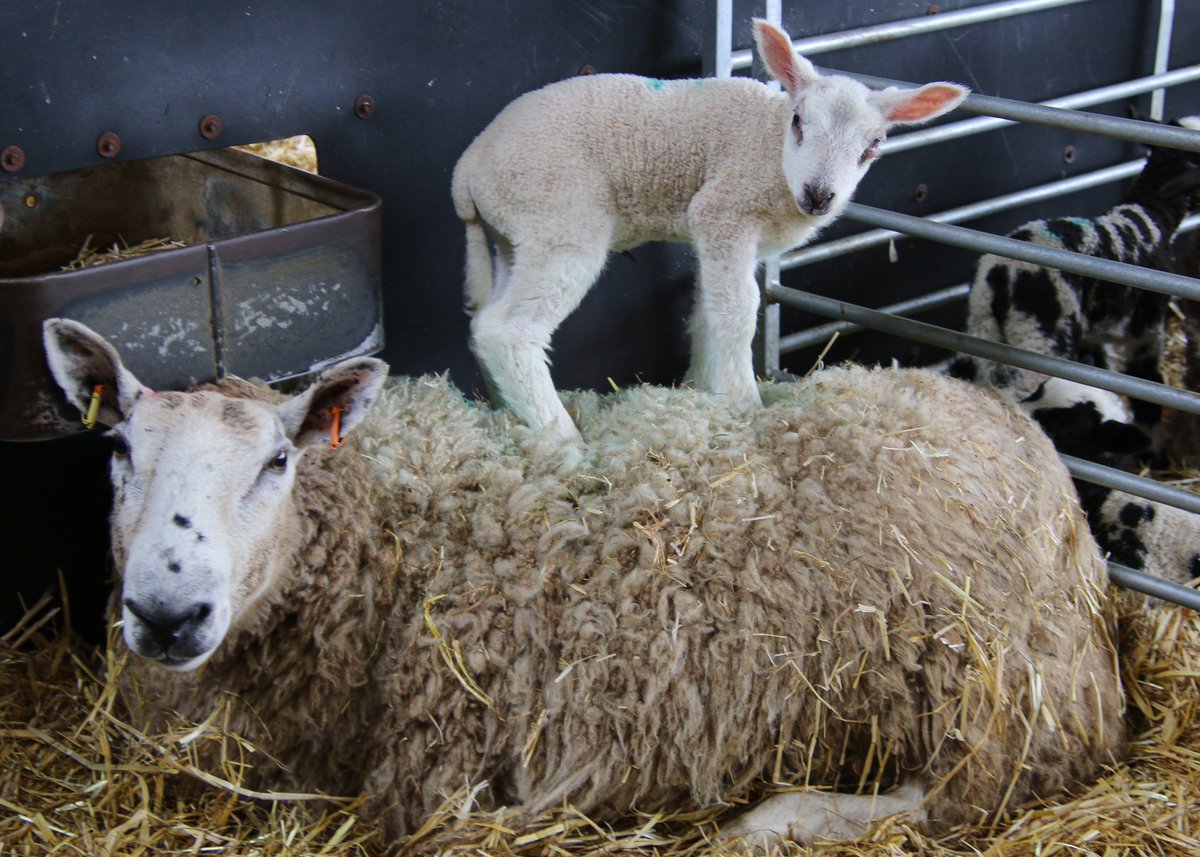 One from yesterday ☺️🐑 @CannonHallFarm  @onthefarmc5 @RobNicholsonCHF @Farmer_Richard_ @FarmerD28495728 @farmeruthie @thejuleshudson @HelenSkelton #sheep #photography #lambs #spring #SpringtimeOnTheFarm