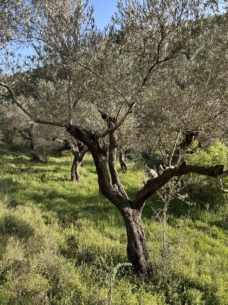 MartinDaltry's tweet photo. A beautiful walk down Al Makhrour Valley and a tasty Turkish supper with the #wondercabinet @radioalhara #BeitJala #Palestine https://t.co/wJm3Tl4g5o
