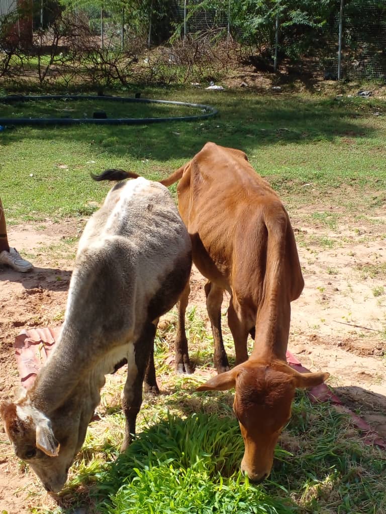 TaakuloSomali's tweet photo. Decreasing natural grasslands caused by drought is the cause of death for most livestock.
@TaakuloSomali is testing hydroponic fodder production. This method is cost-effective &amp; easily produced. The system produces 550kg weekly &amp; is distributed to local herders. 
Thank to @Oxfam https://t.co/gBESiZHCTf