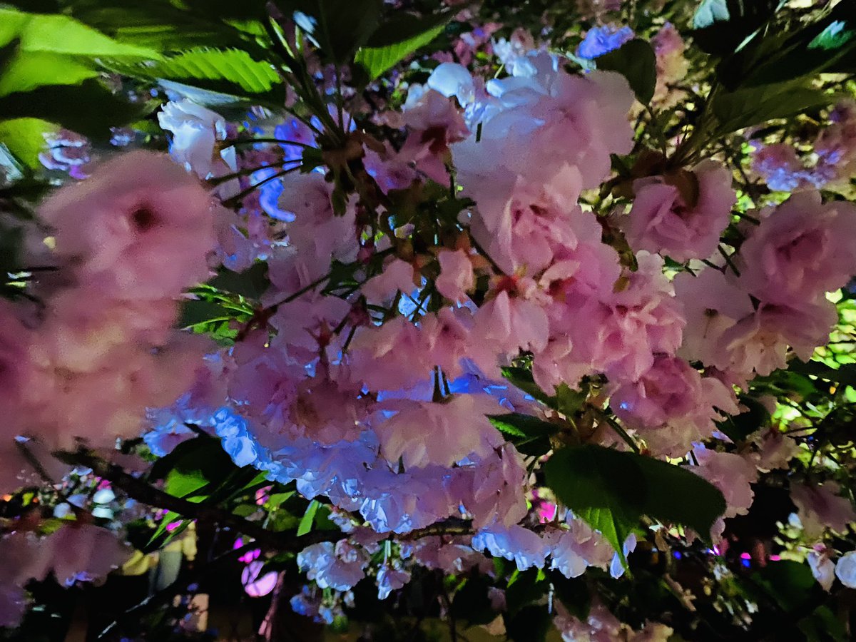 nobukokozu's tweet photo. 新宿御苑🌸🌸🌸
夜桜ライトアップ❣️❣️

#新宿御苑
#夜桜 
#夜桜ライトアップ 
＠SG_info_kyokai https://t.co/w5iOk4Ahw1
