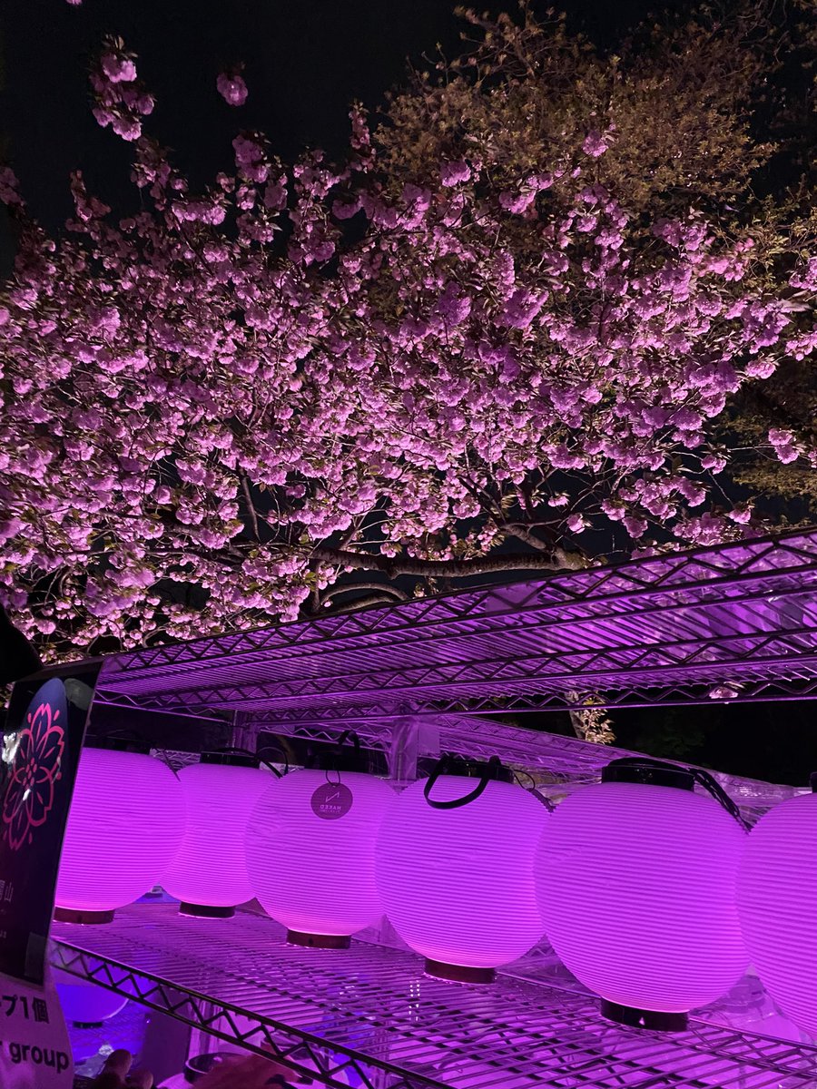 nobukokozu's tweet photo. 新宿御苑🌸🌸🌸
夜桜ライトアップ❣️❣️

#新宿御苑
#夜桜 
#夜桜ライトアップ 
＠SG_info_kyokai https://t.co/w5iOk4Ahw1