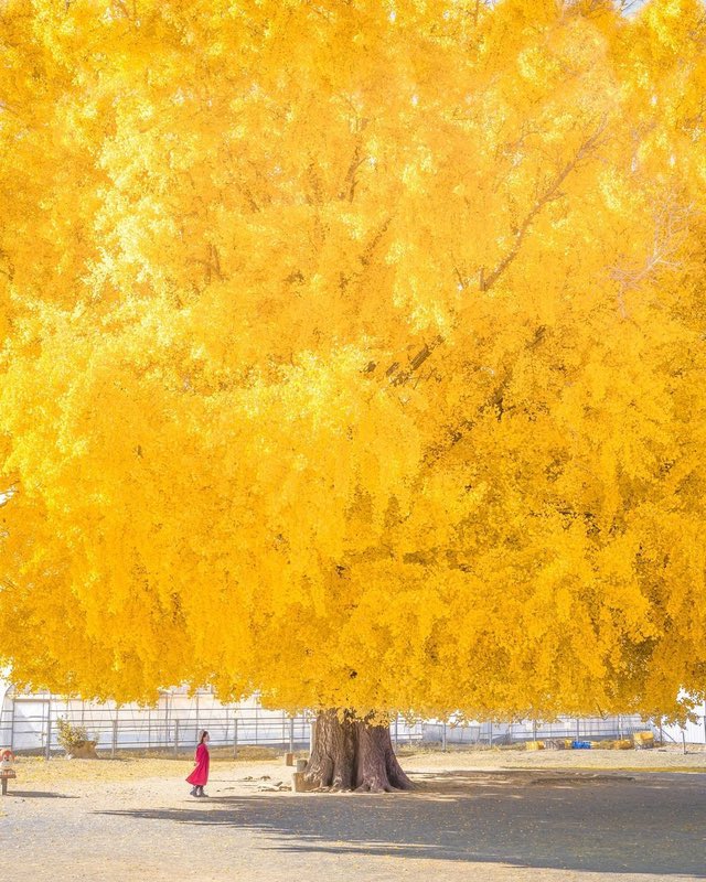 TheKentAcorn's tweet photo. A glorious Golden Ginkgo in Japan https://t.co/Q1W0pOxiRD