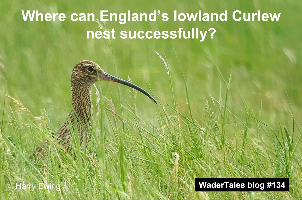 With #WorldCurlewDay just five days away (on 21 April), here's the latest #WdaerTales #Curlew blog. Tough times for breeding pairs in Breckland (East England): wadertales.wordpress.com/2023/01/04/cur… Research by @Ewing_birds et al #waders #shorebirds #ornithology