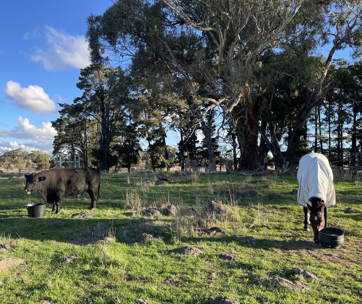 My cranky old horse used to live with the cows but she started chasing the calves so got put in the naughty corner with the cranky old bull. Now they’re best friends and have to be fed together… although she still chases him a bit too