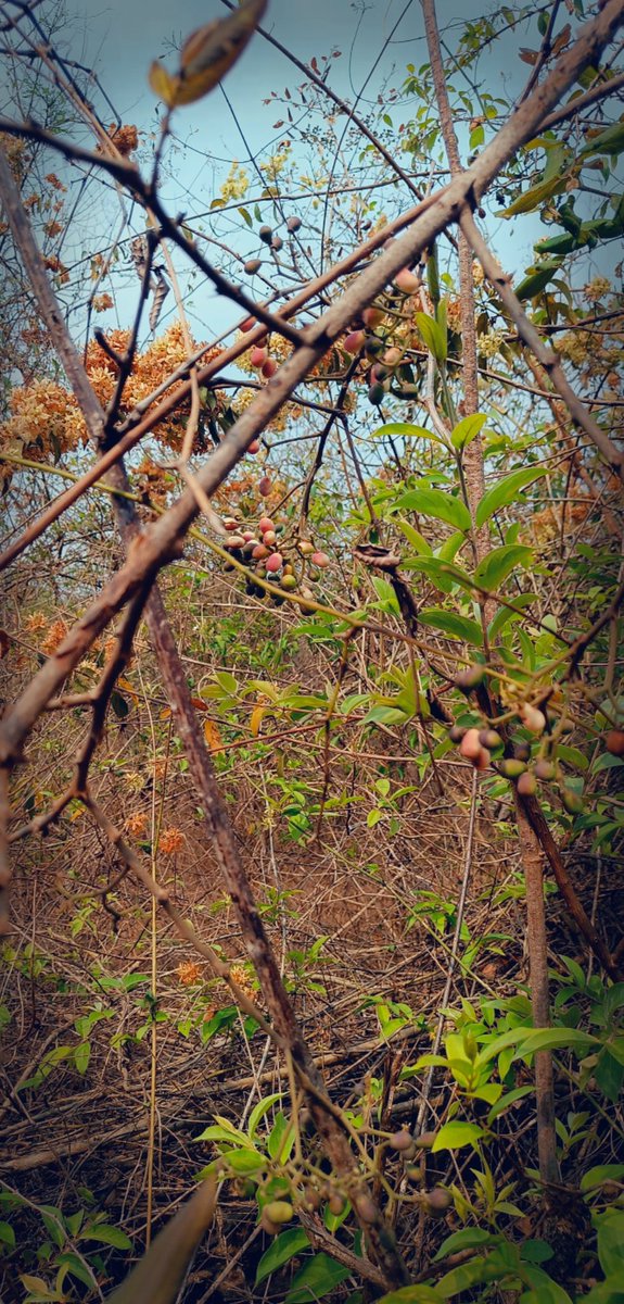 MithiliKakodkar's tweet photo. Met this beautiful creature in the forest while collecting these seasonal favourite wild fruits. Can you guess the fruit and the creature? #CollectionTime #SummerVibes https://t.co/AQzxG4OHJp