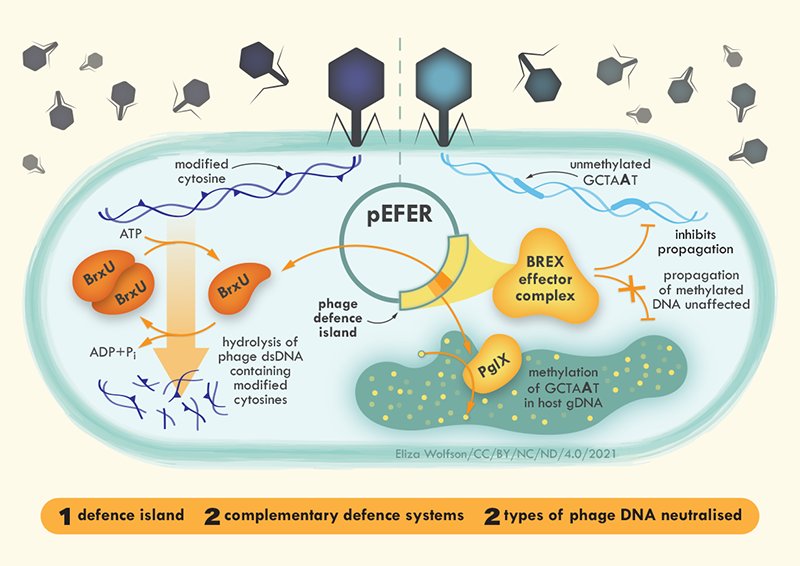 @eliza_coli - see campsite bio for other socials (@eliza_coli) on Twitter photo Going to <a href="/MicrobioSoc/">Microbiology Society</a> #microbio23 this week? Ever wondered about getting professional graphics or illustration for your research?
Come chat to me about #sciart and #scicomm! I'll be there Mon-Weds and I promise I don't bite... Going to <a href="/MicrobioSoc/">Microbiology Society</a> #microbio23 this week? Ever wondered about getting professional graphics or illustration for your research?
Come chat to me about #sciart and #scicomm! I'll be there Mon-Weds and I promise I don't bite...
