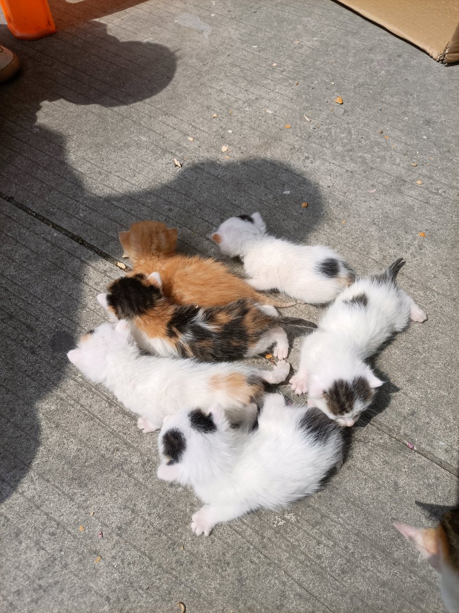 xydd8942's tweet photo. 谁要，友情价，1亿 #AirCoin  一只拿走，只要 $AIR 🚀🚀🚀
#AirCash   #AirCoinreal 
#Airdrop  #Arbitrum
#Binance   #AVAX 
#Cat   #互关必回 https://t.co/16nr4k3trr