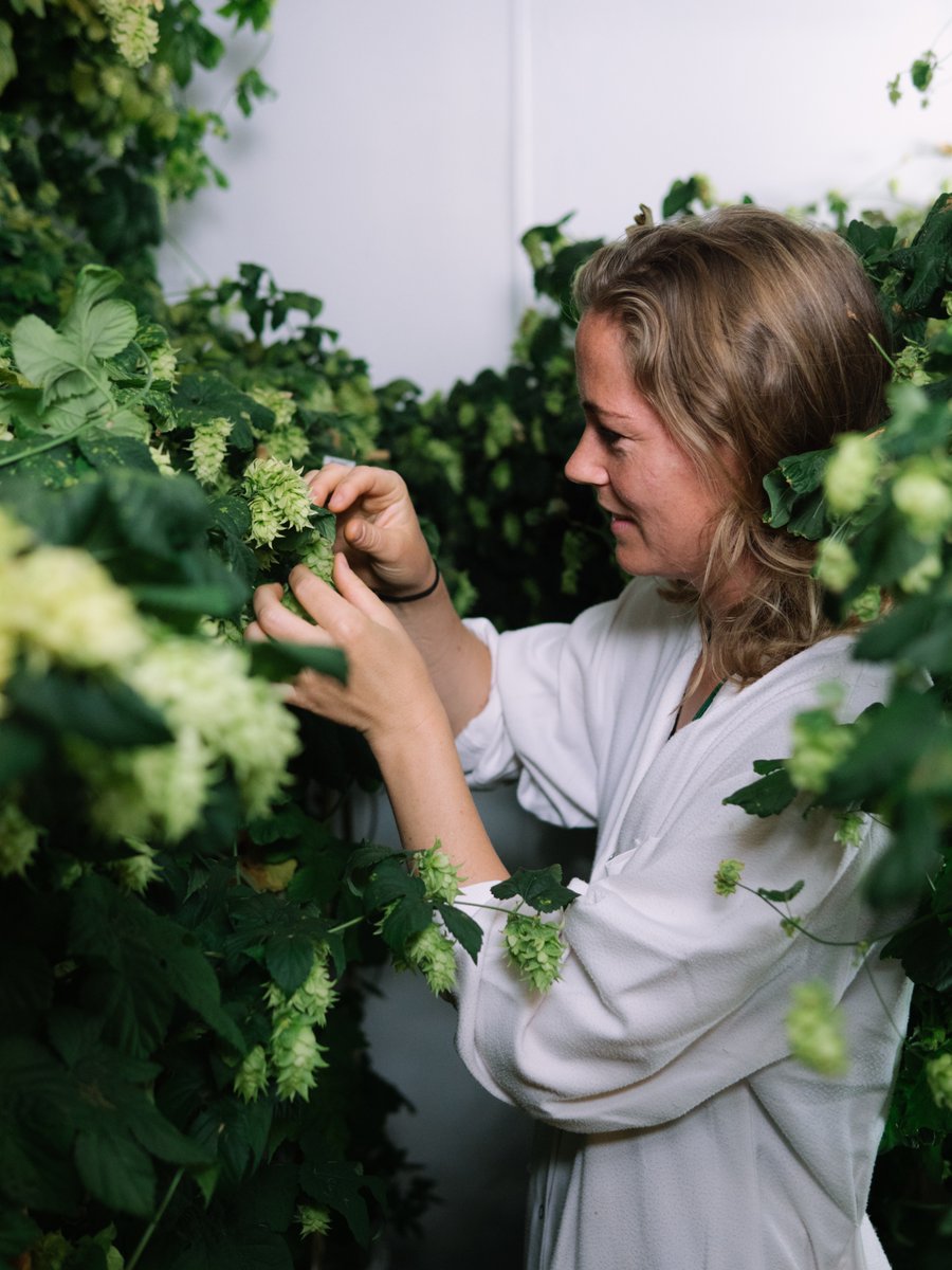CarlsbergGroup's tweet photo. Did you know that Carlsberg employs researchers working solely with #hops breeding?
In the quest of new aromas, meet the team behind ๐ And read much more about their work right here: https://t.co/y9Axn0HoI1
#SomethingsBrewing #Hopsbreeding #Hopsfarming https://t.co/awQuKijtU2
