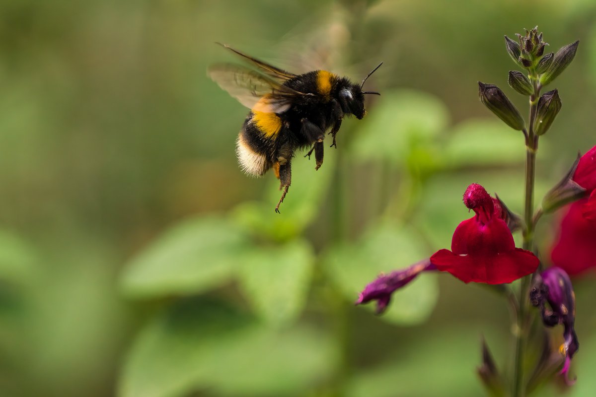 The UK government has approved the use of neonicotinoids, a pesticide with vast environmental risks. ⚠️ ❌
We can’t let this happen. If we want a future for pollinators, we must stop using this deadly pesticide. ✋ 
Sign the petition and #SayNoToNeonics 📣petition.parliament.uk/petitions/6319…