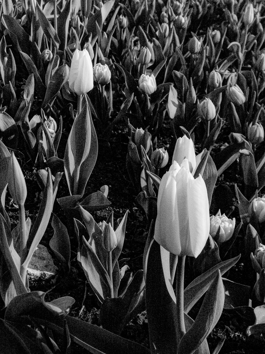 theddspace's tweet image. flowers.

konica minolta dimage x50 // #ccdsensor #naturephotography