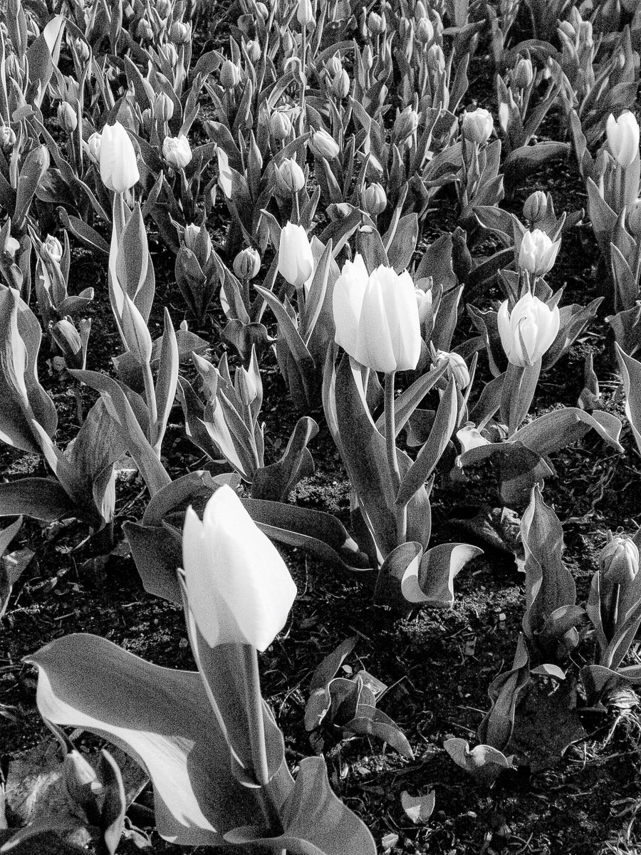 theddspace's tweet image. flowers.

konica minolta dimage x50 // #ccdsensor #naturephotography