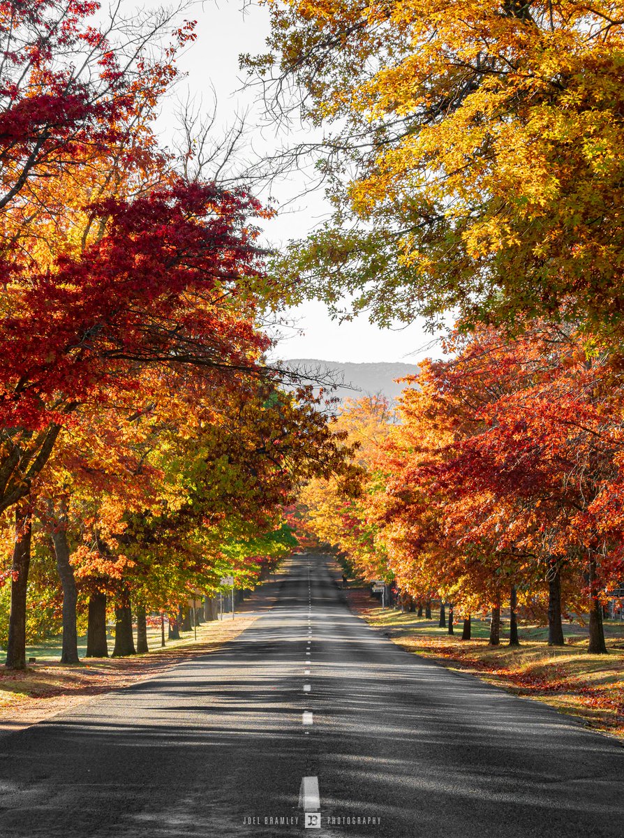 Honour Avenue, Macedon #Autumn #photography