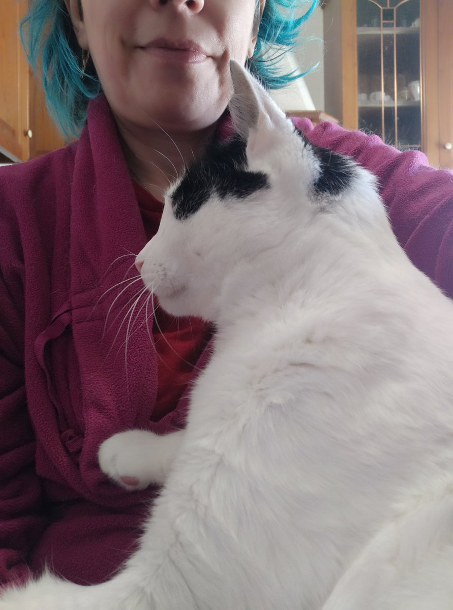 sipjezzy's tweet photo. Una si siede e... plof! Compare un gatto.
#gattocozza https://t.co/zkclpTqpt8