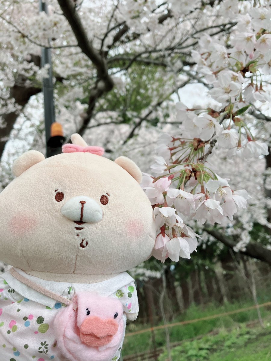 prkr_rai's tweet photo. @tamsorogi 我が家のベビくまちゃんは桜を楽しんだ日曜日でした( ⑉´ᯅ`⑉ ) https://t.co/MInwomgcUk