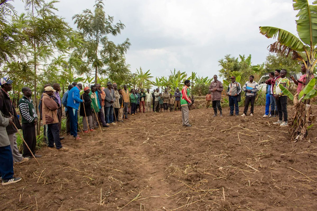 IFDCGlobal's tweet photo. PAGRIS aims to reach 100,000 #FamilyFarms and establish ecologically #sustainable management on 14,000 ha of land in #Burundi.
The project recently published its 2022 #NarrativeReport, which discusses its objectives & intermediate results: https://t.co/lvSaX3Nga1
@NLinBurundi https://t.co/iMmp6BcW47