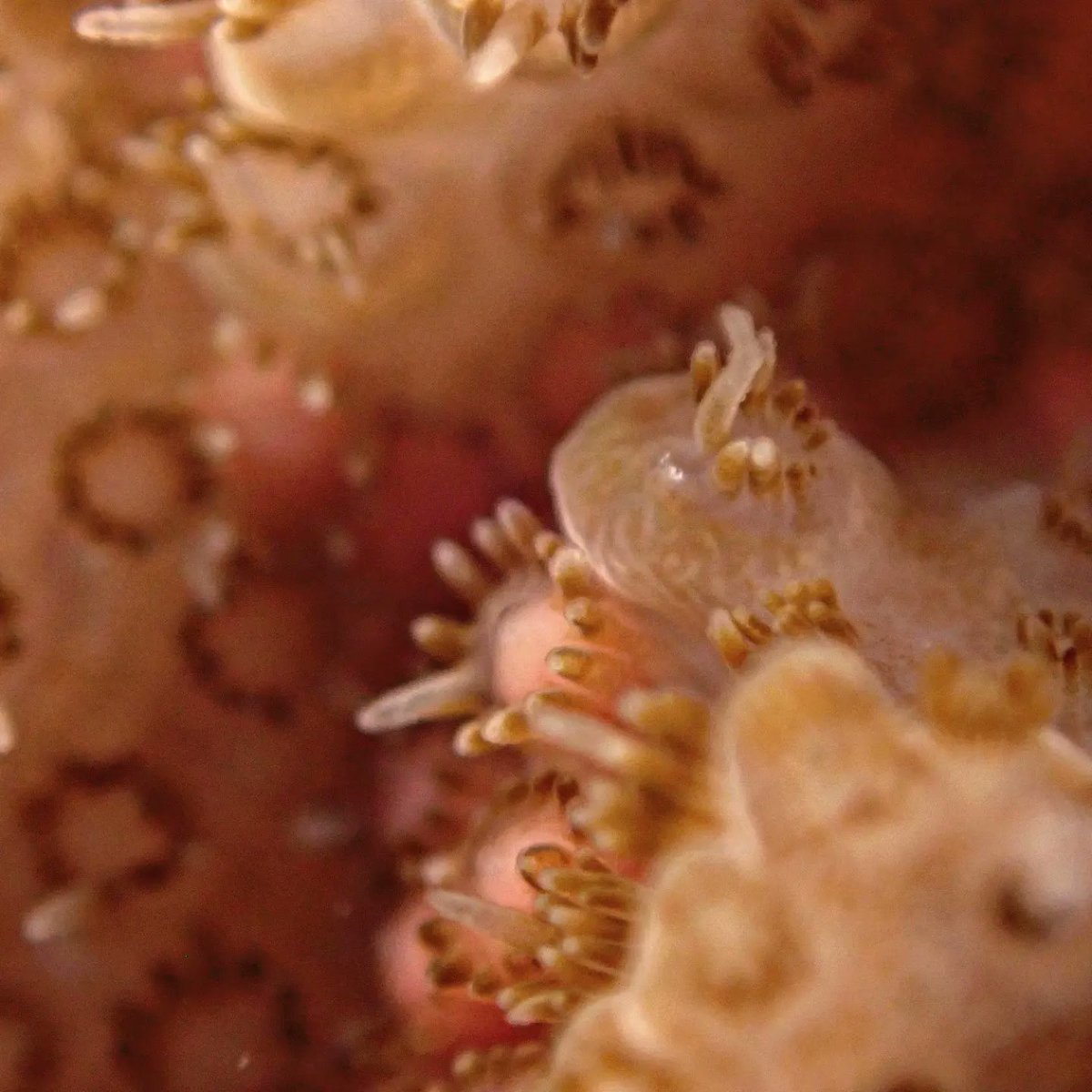 🪸Captured this rare shot of Acropora hyacinthus with its eggs set, just moments before spawning. The polyps of this species are tiny, housed in corralites only 0.4 - 1.1mm in diameter. Awesome