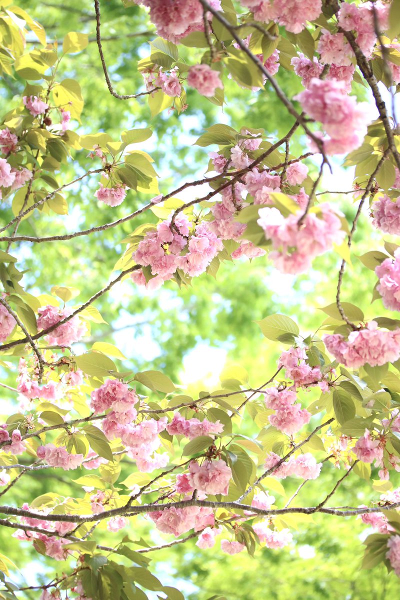kotonoha_j's tweet photo. 八重桜×新緑
Double-flowered cherry blossoms and new leaves. https://t.co/gMoTko9Unf