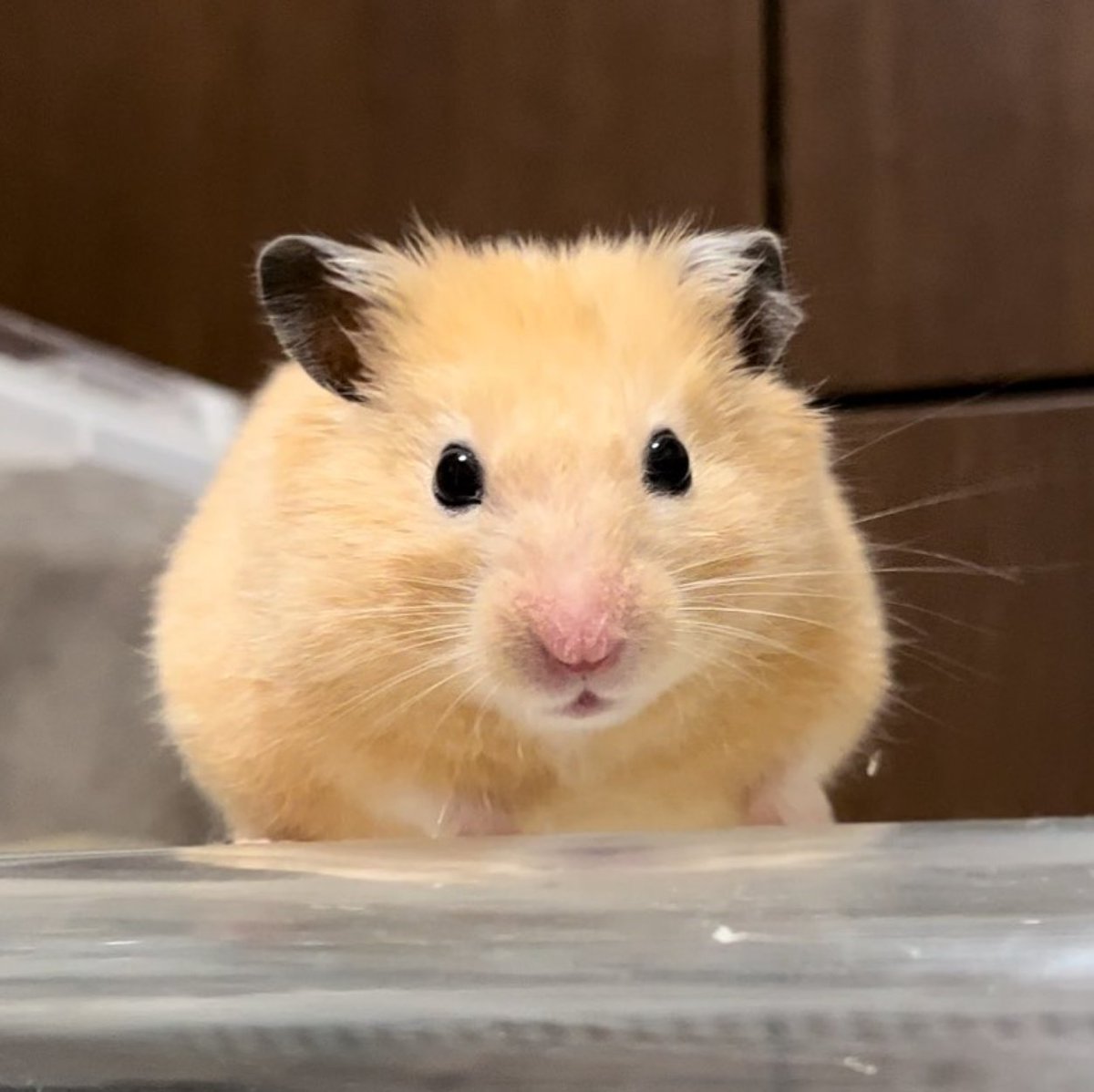 Hanter SMP tweet media