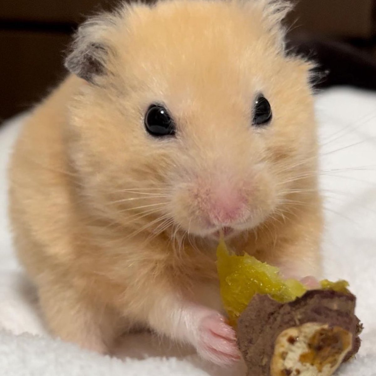 Hanter SMP tweet media