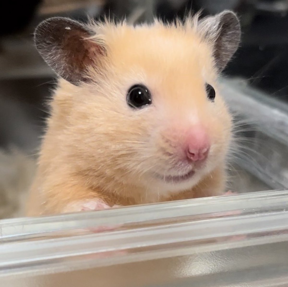 Hanter SMP tweet media