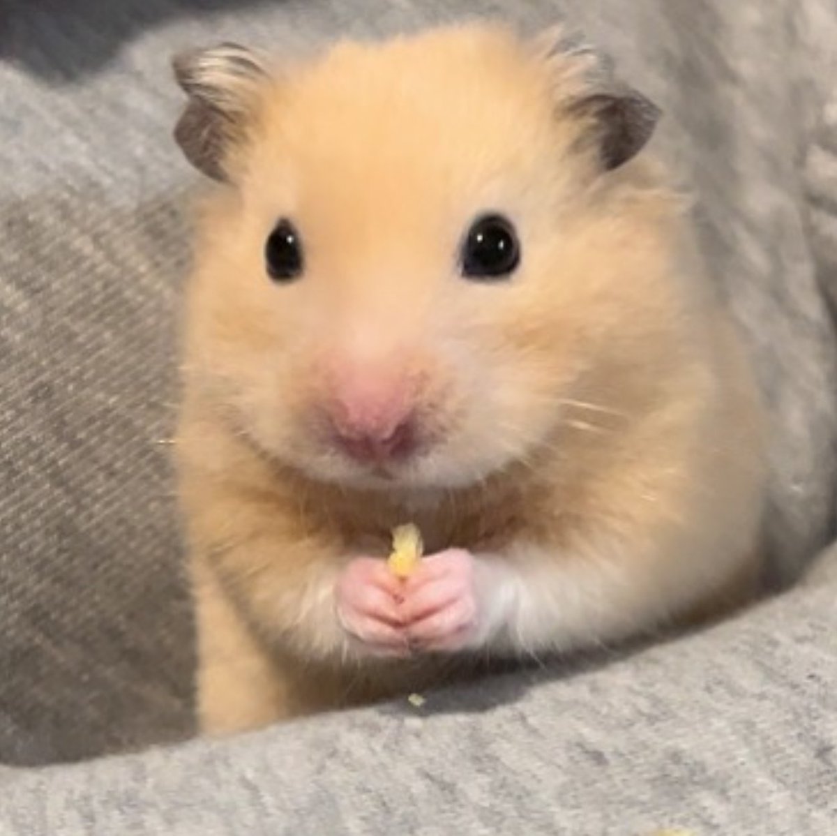 Hanter SMP tweet media