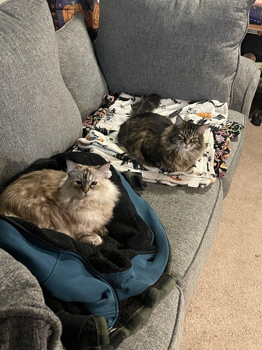 Moonshiftmnstrs's tweet photo. If you see this tweet, quote tweet it with the most recent photo you took of your pet. No cheating.
They willingly hang out on our new couch. I couldn’t get Zoe (dark one) to touch our old couch whatsoever. 👏 https://t.co/Iipi3mw2kd