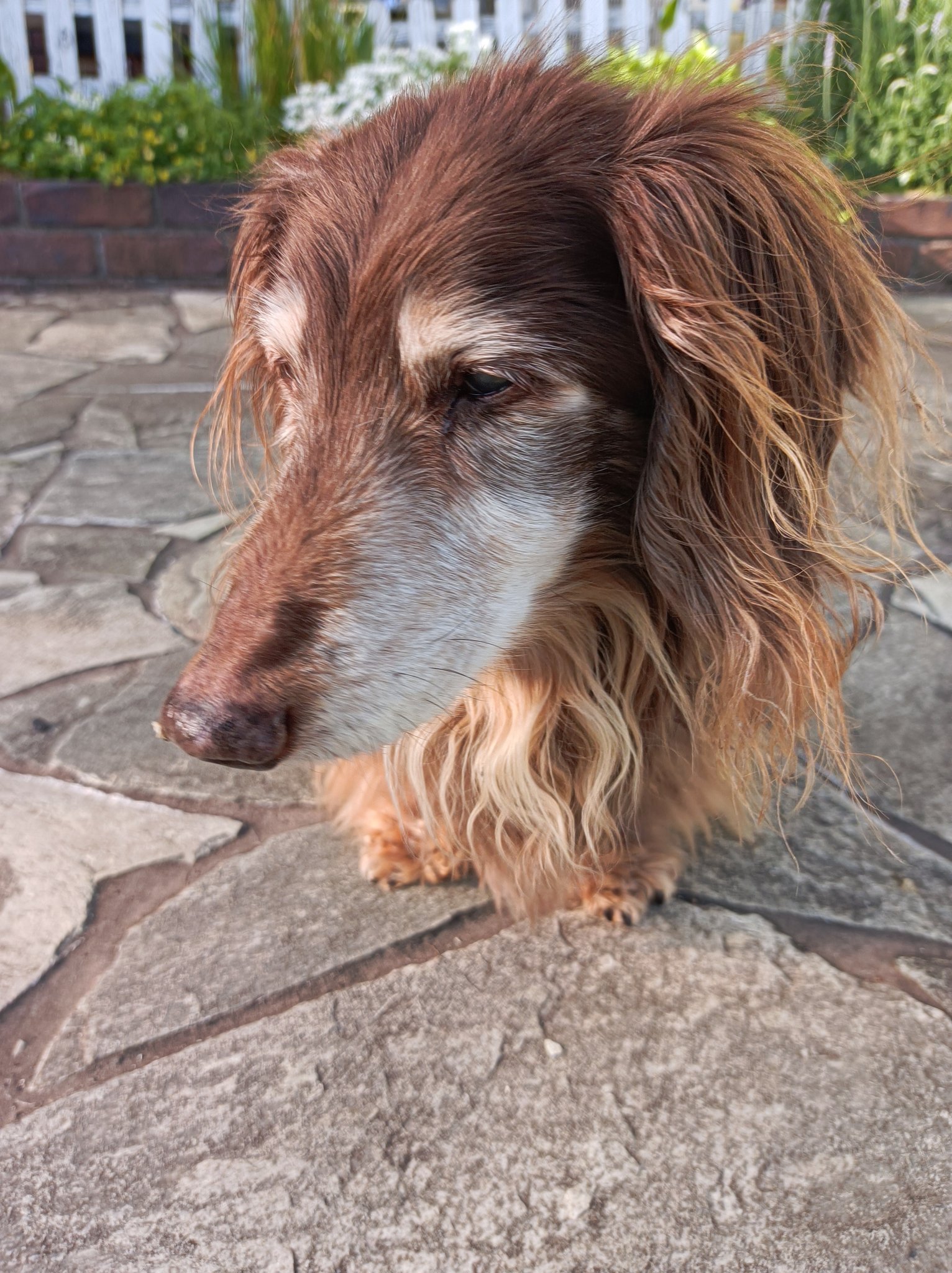 イヌ好き - Search / X