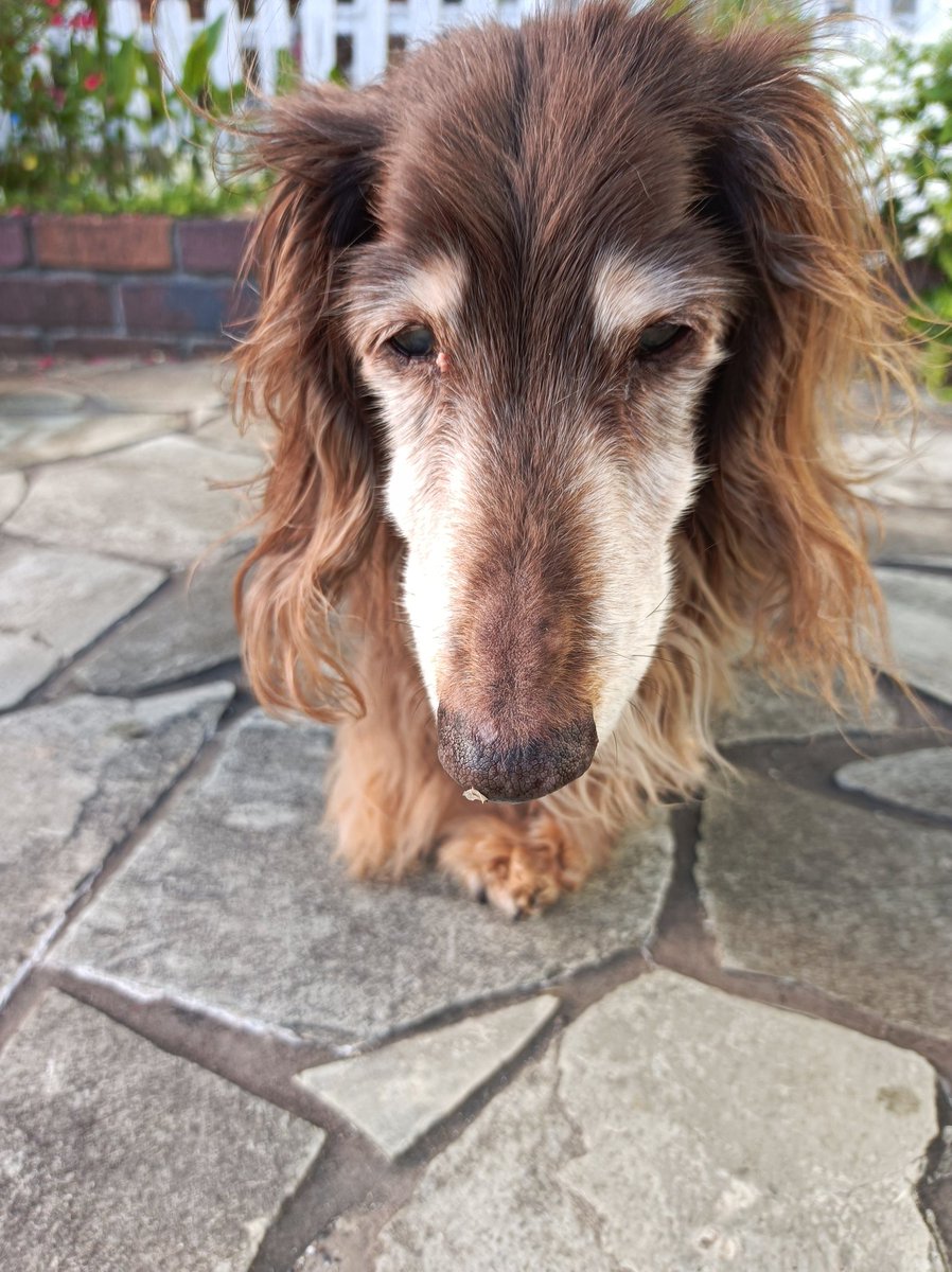 イヌ好き - Search / X