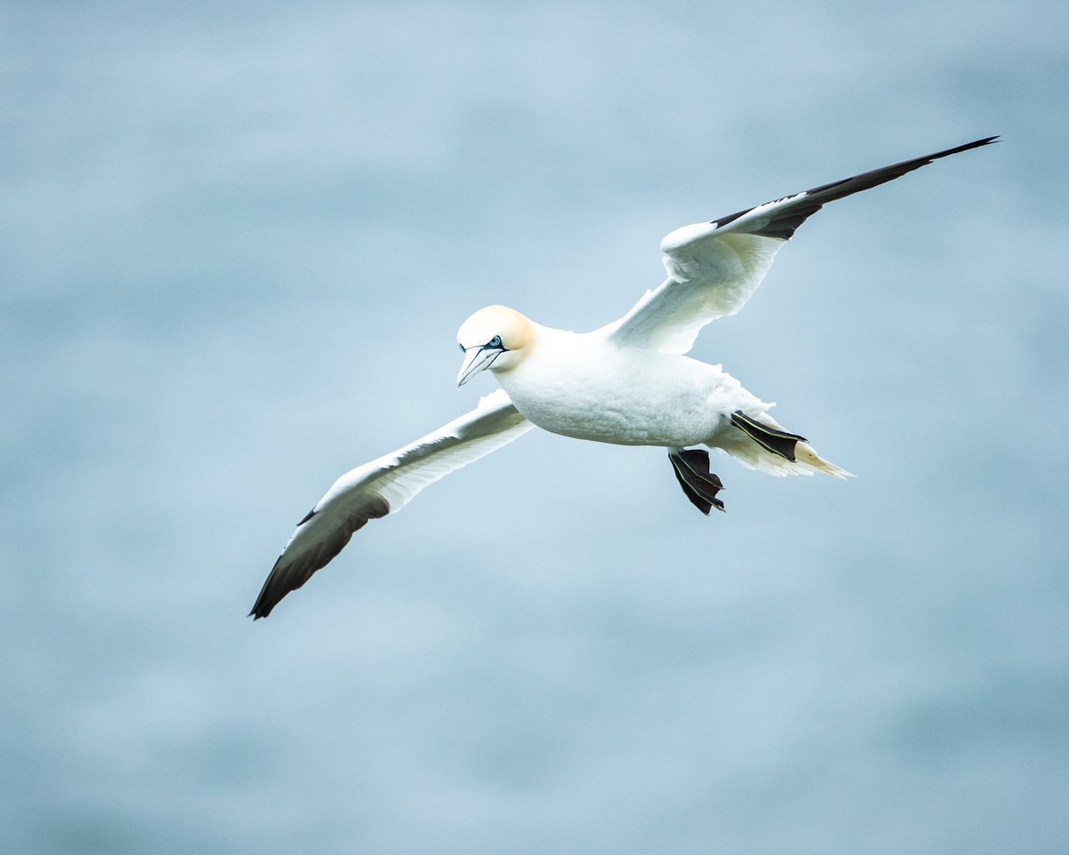 Dan Knight Wildlife Photography & Workshops tweet media