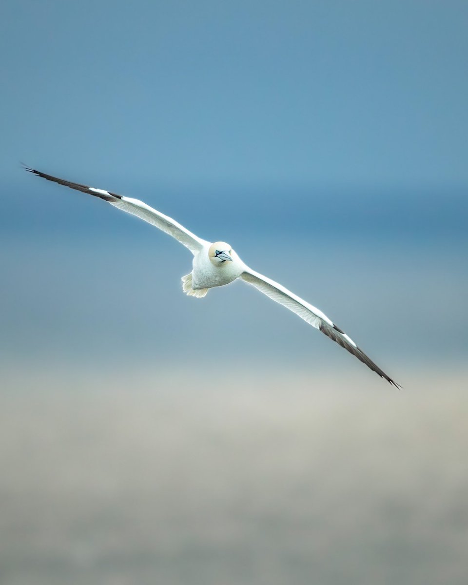 Dan Knight Wildlife Photography & Workshops tweet media