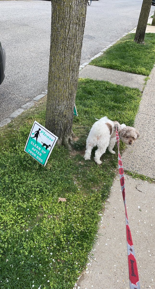 Keyysaa's tweet photo. Covid walks with Leo! https://t.co/uF2dIPUdeA