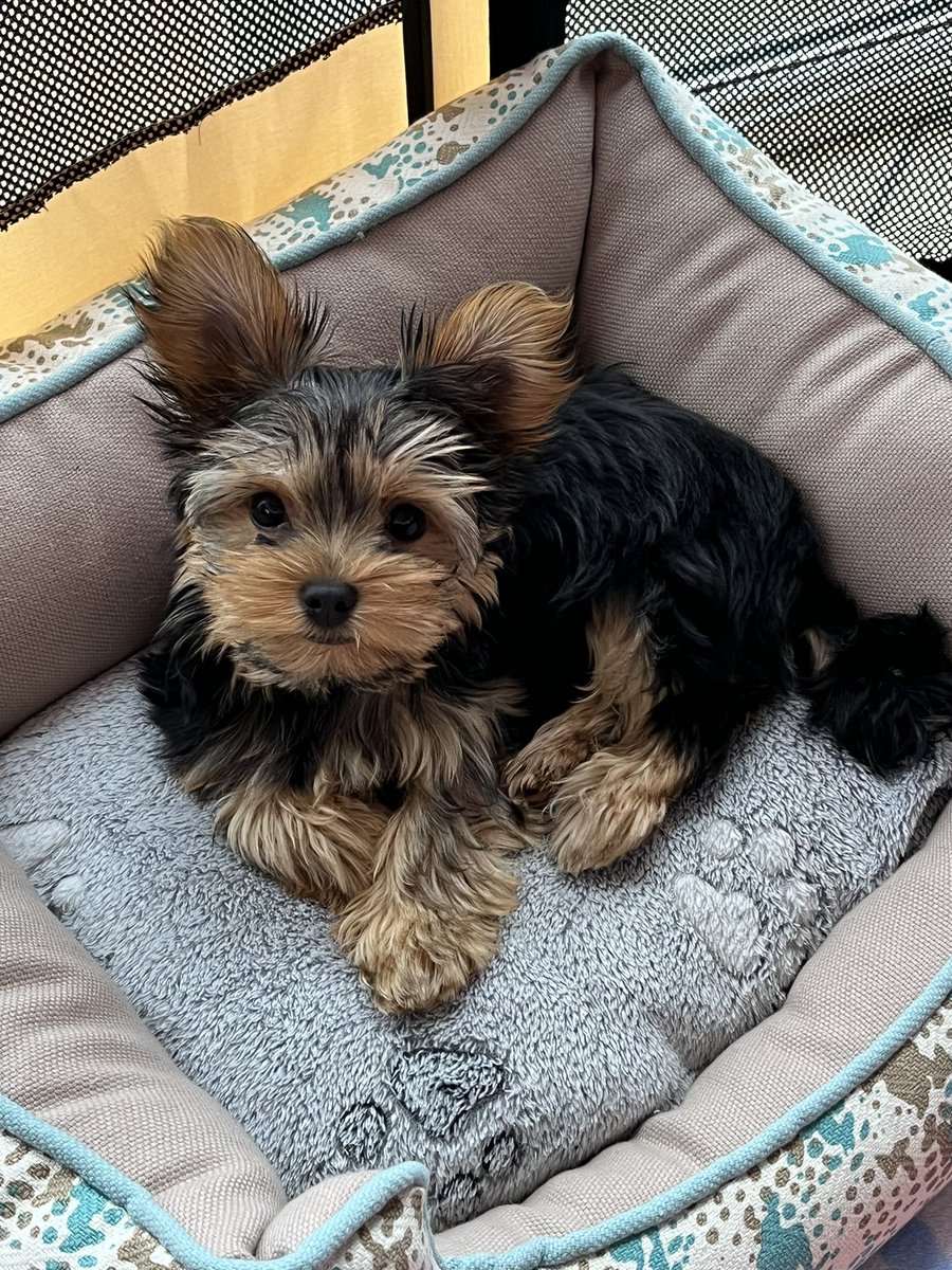 Happy Sunday beautiful soul 🥰
Love from me &amp; puppy Finley x

#SundayBrunch #SundayMorning #SundayMotivation 💙💙💙