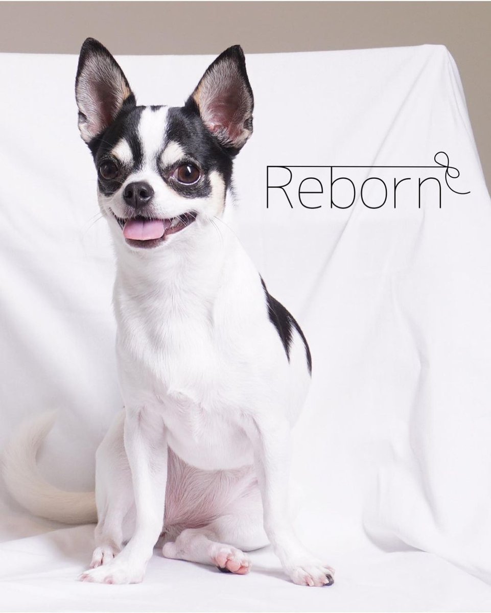 小樽のセルフ写真館REBORNではベットの撮影もOKです。
愛犬のお写真を毎月撮影に来てくれる方やペットと家族の写真など遊びながらたっぷり撮影して行かれる方が多いです📷
rebornbonbon.com/selfphotowithd…