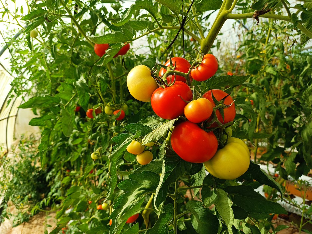 AgyemanCharles's tweet photo. We need financing to revive this tomato factory to help great jobs for the youth. Any help?
Kepa|Black starlets|Graham potter https://t.co/GoYig7qZ8X