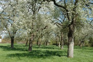 There will be an informal get together at the orchards in Longney, on Monday 8 May 2023, our part of The Big Help Out.

All members invited and families welcome.

From 10:30am until people want to go home … a few hours “tidying up” prunings etc in the

glosorchards.org/home/blog/2023…