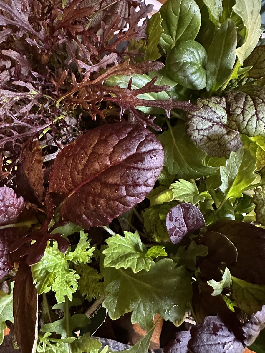 Sow and grow salad leaves herbs <a href="/BBCRB/">BBC Radio Bristol</a> after 9am today with <a href="/JekkaMcVicar/">Jekka</a>