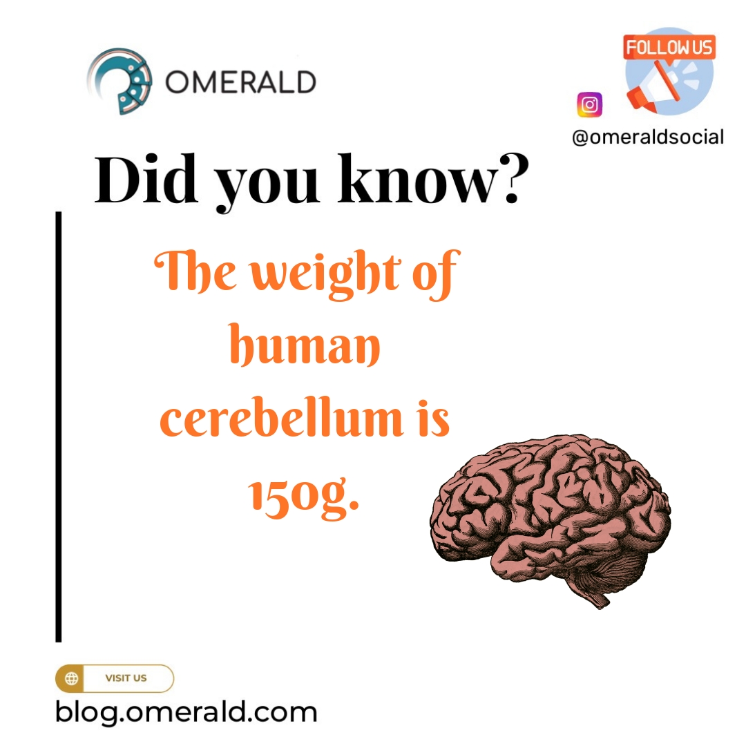 The weight of the human cerebellum is 150g.

Twitter: smpl.is/6rnp8 
#omerld #skin #tongue #organ #bones #humanbodyfacts #life #lifespan #humanbody #amazingfacts #science #biology #humanfacts #factsdaily #factsoflife #neet #didyouknow