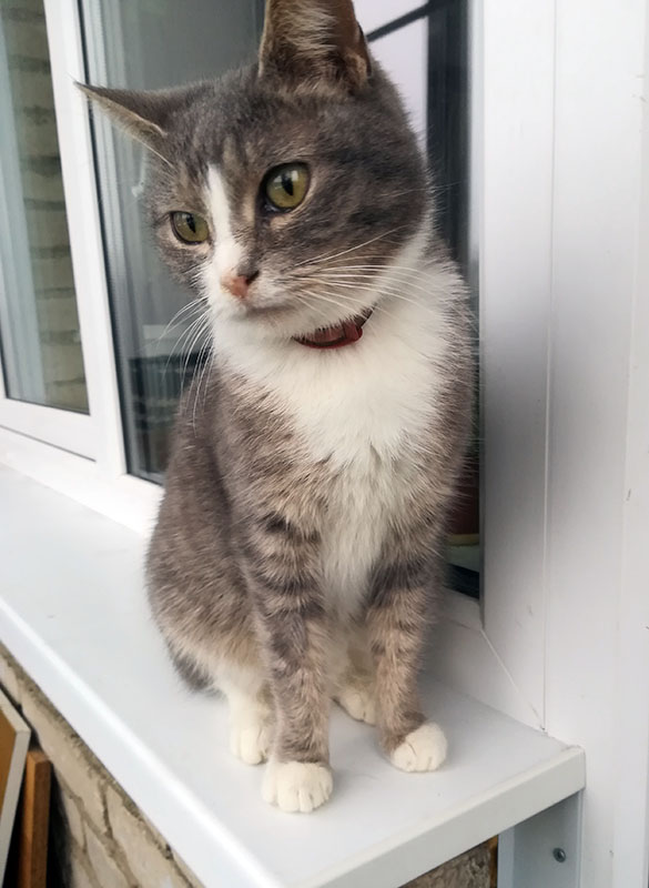 мобеус tweet media