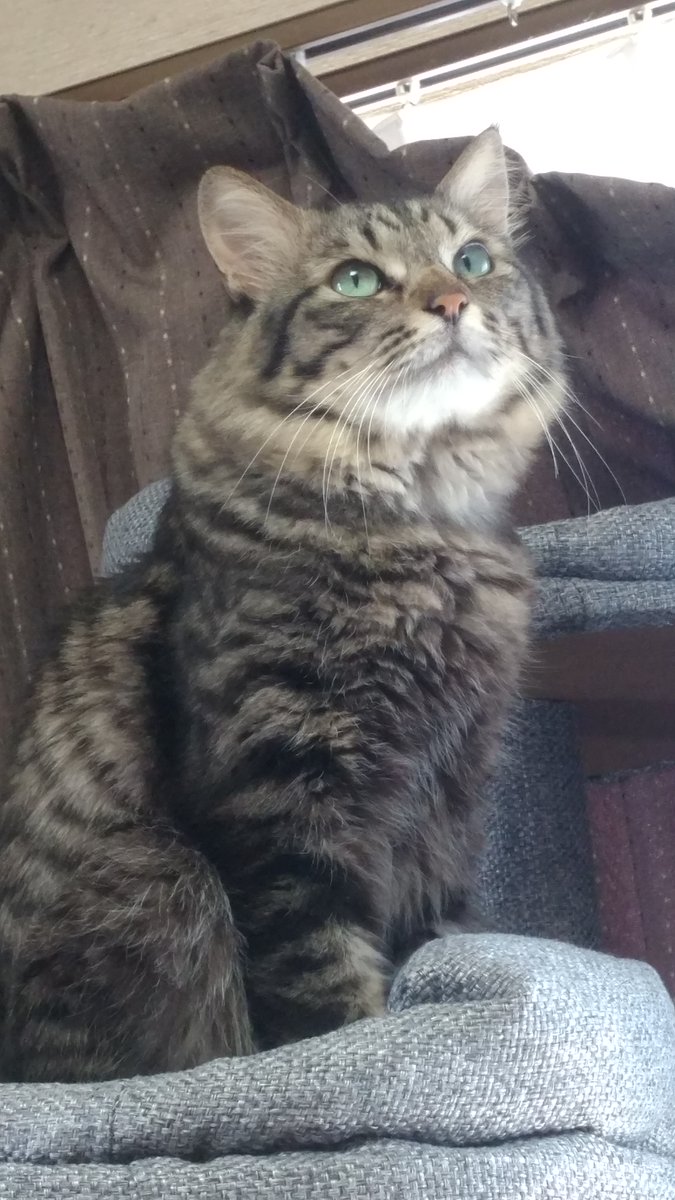 kano_kenaz's tweet photo. ご報告
にゃんこですが4/1朝に突然体調を崩し、病院で検査を受けても数値上健康体、原因を特定できず長い間食事もせず水も飲まずほぼ点滴と鼻から直接胃にカテーテルで栄養剤注入し命をつないでいました https://t.co/L0Dg5y3cMY