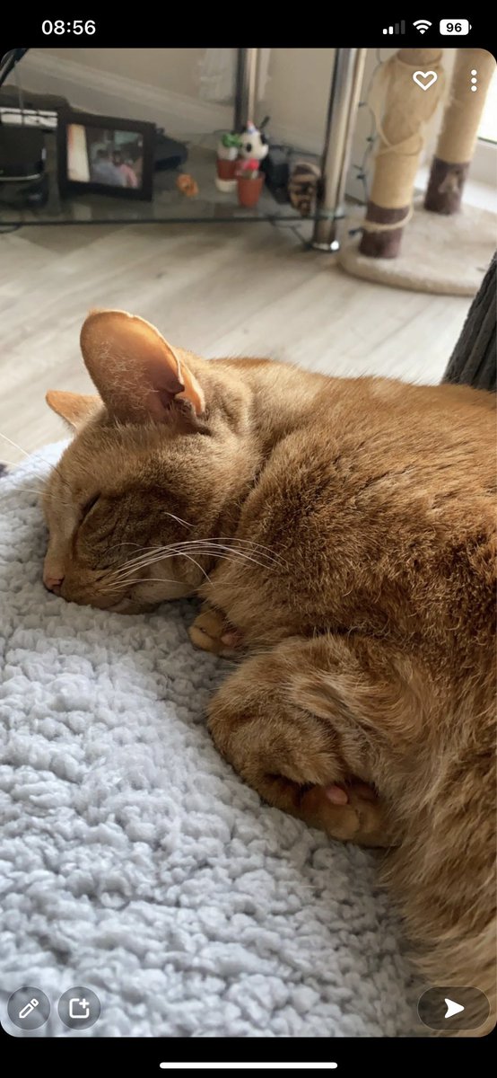 MrJamJam_'s tweet photo. We miss his cuddles every day. This is what was taken from us because she couldn’t be responsible for her own dog. #JusticeForJam Please Sign and Share https://t.co/vDakc1B3Fo #Cat #CatsOfTwitter #RescueCats #RESCUEISMYFAVORITEBREED #CatsAreFamily #IrresponsibleDogOwner https://t.co/GiszJriwyH