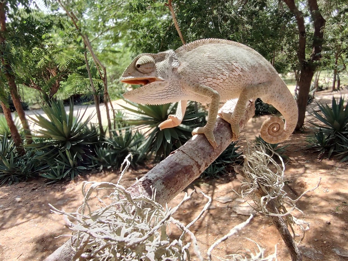 First time that I saw a chameleon 💚🦎
