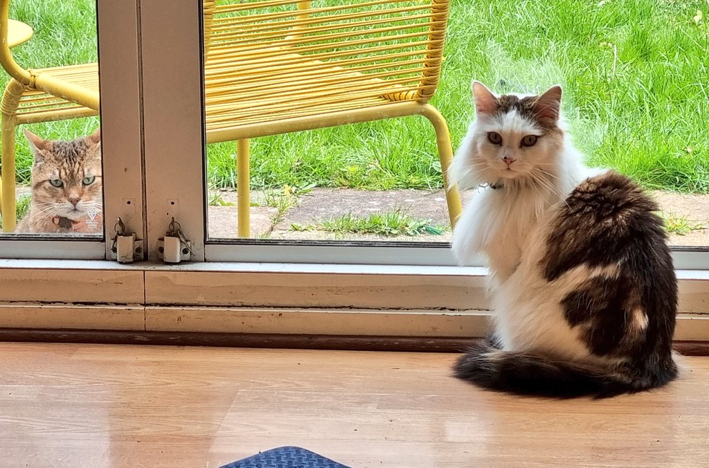 I had the most fabulous day for my birthday yesterday..thank you lovely subjects for all my birthday wishes 🥳👑 As you can see I've locked Hiccup out for trying to snaffle my hammy ..naughty boy !#CatsOfTwitter #QueenK #Hedgewatch #GirlBoss 👑👑